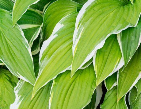 10 самых стойких и неприхотливых растений для дачи — INMYROOM